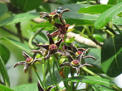 Gonolobus stenanthus