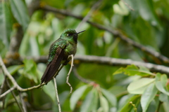 Metallura tyrianthina