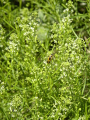 Chauliognathus scutellaris