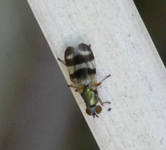 Chaetopsis massyla