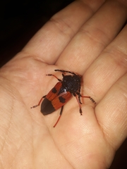 Megaderus bifasciatus