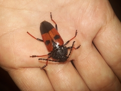 Megaderus bifasciatus