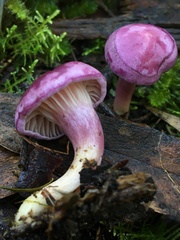 Hygrocybe cheelii
