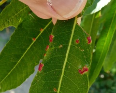 Aculus