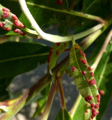 Aculus