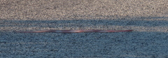 Masticophis flagellum