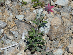 Lilium bolanderi