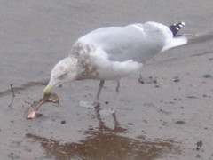 Larus argentatus