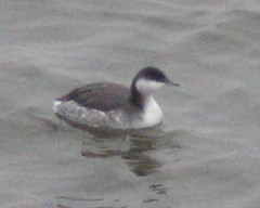 Podiceps auritus