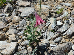 Lilium bolanderi
