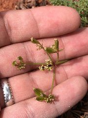 Lomatium scabrum tripinnatum
