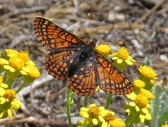 Euphydryas anicia capella