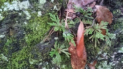 Selaginella tamariscina