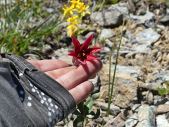 Lilium bolanderi