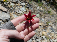 Lilium bolanderi