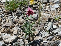 Lilium bolanderi