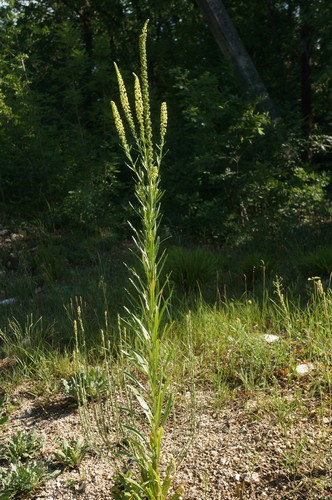 Reseda luteola iNat (2)