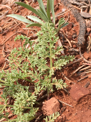 Lomatium scabrum tripinnatum