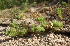 Euphorbia falcata