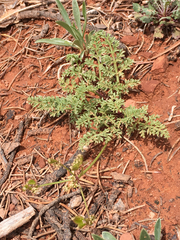 Lomatium scabrum tripinnatum