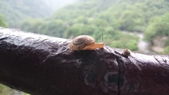 Aegista