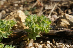 Euphorbia falcata