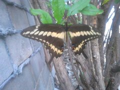 Papilio ornythion ornythion