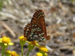 Euphydryas anicia capella