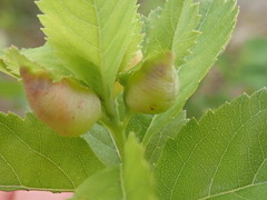 Dasineura salicifoliae