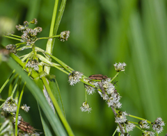 Scirpus sylvaticus
