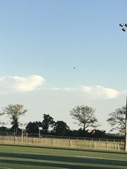 Hirundo rustica erythrogaster