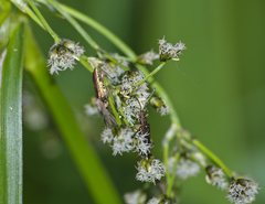 Scirpus sylvaticus