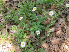 Aphanostephus ramosissimus