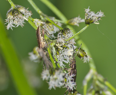 Scirpus sylvaticus