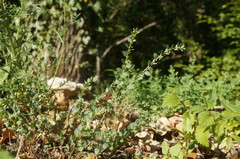 Andrachne telephioides