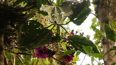 Meriania nobilis