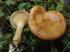 Austropaxillus muelleri