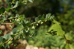 Andrachne telephioides