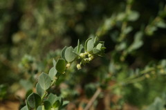 Andrachne telephioides