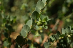 Andrachne telephioides