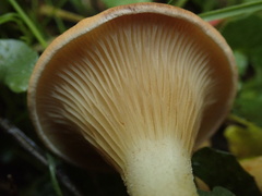 Austropaxillus muelleri