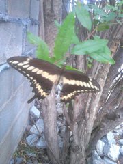 Papilio ornythion ornythion