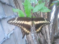 Papilio ornythion ornythion