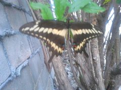 Papilio ornythion ornythion