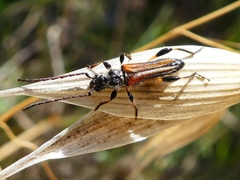 Stenopterus ater