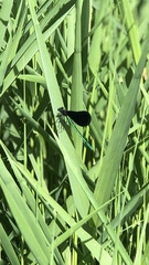 Calopteryx maculata
