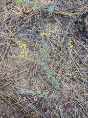 Acmispon procumbens procumbens