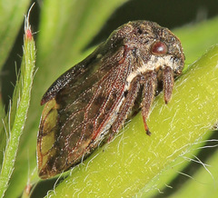 Machaerotypus sibiricus