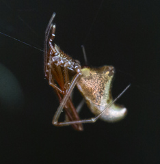 Neospintharus trigonum