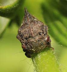 Machaerotypus sibiricus